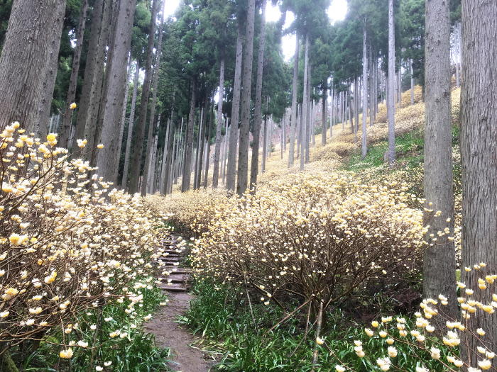 ミツマタ群生地