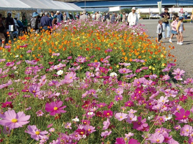 コスモスまつり 綾部市観光ガイド コスモスまつり 綾部市観光ガイド