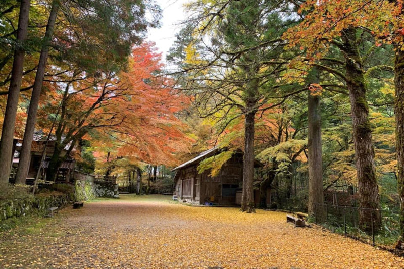 黒谷町熊野神社紅葉