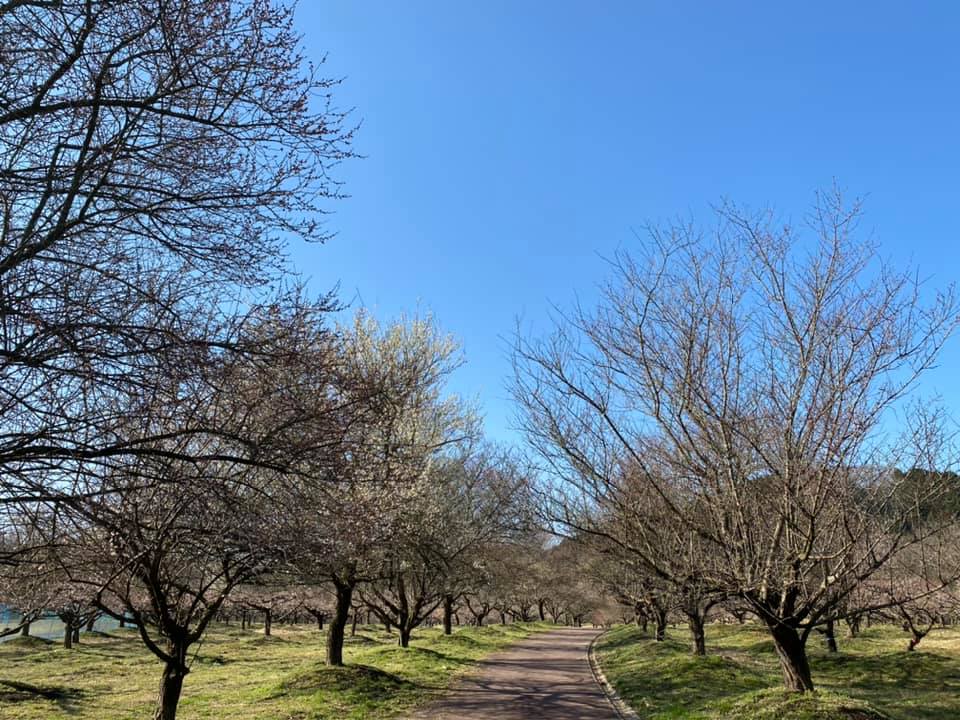 綾部市梅林公園