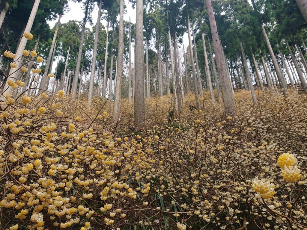 ミツマタ群生地