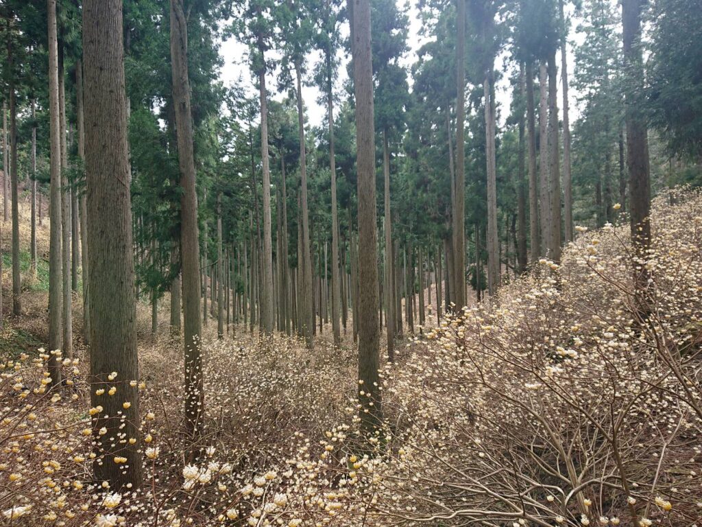 ミツマタ群生地