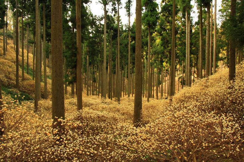 ミツマタ群生地の開花状況