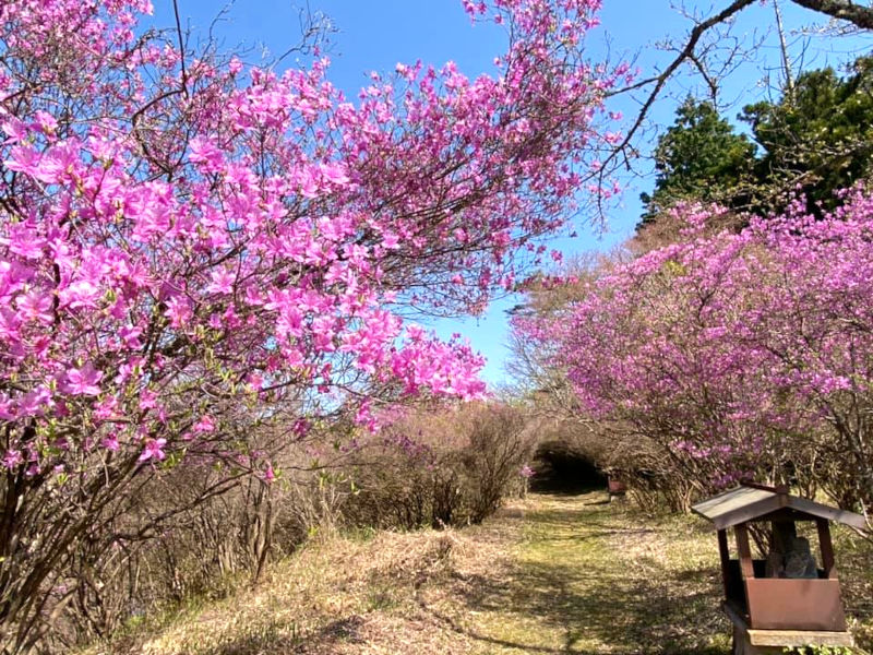 今週末から来週にかけて見頃 楞厳寺ミツバツツジ 綾部市観光ガイド