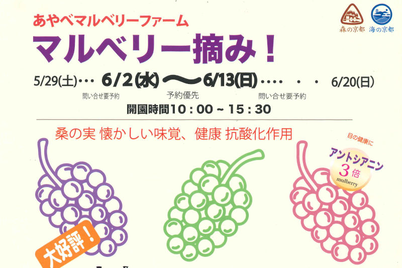 マルベリー摘み！今年は閉園です