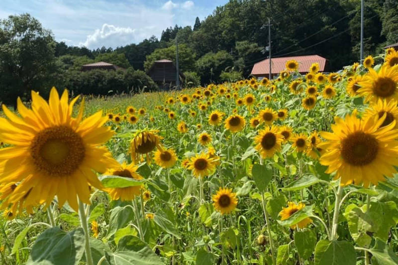 綾部ふれあい牧場