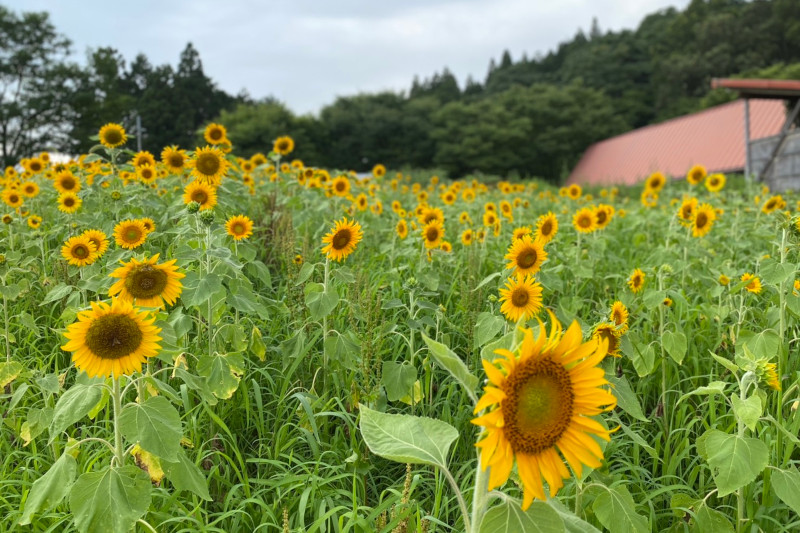 綾部ふれあい牧場のひまわり