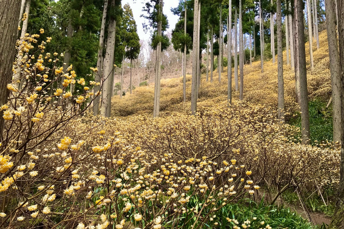 ミツマタ群生地