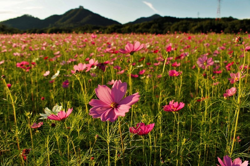 由良川花庭園コスモス