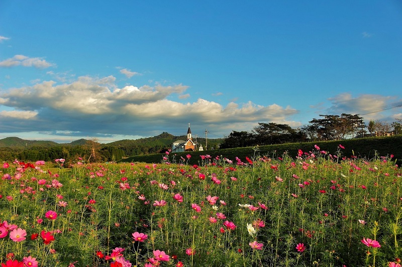 由良川花庭園コスモス