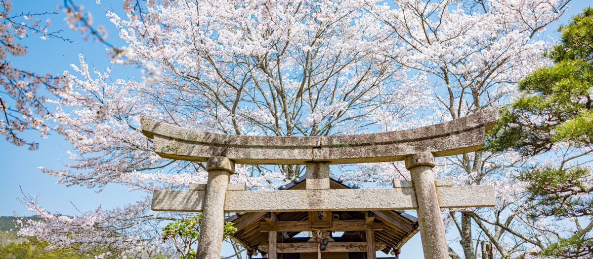 春の山家城址公園