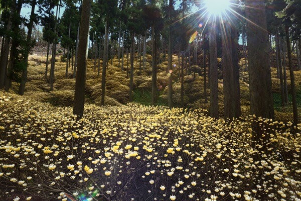 4.17更新：水源の里・老富「ミツマタ」開花情報