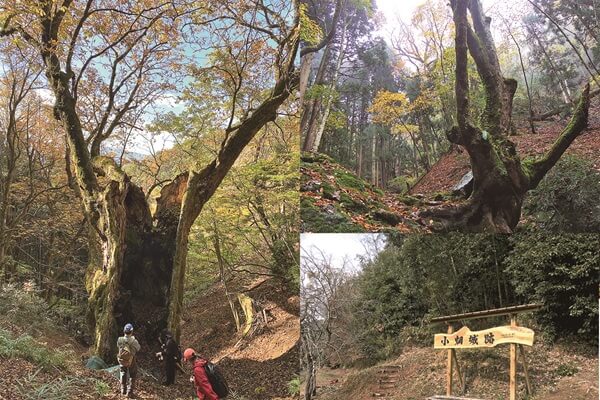 秋のハイキングツアー参加者募集