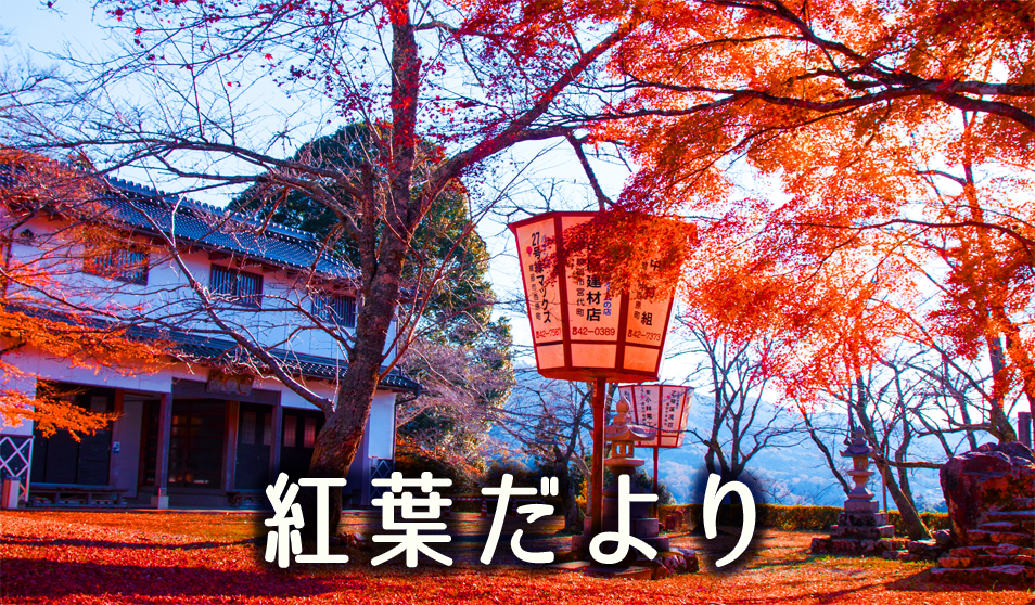 紅葉だより