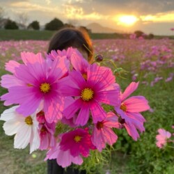 由良川花庭園<br>オリジナルデータ:3024px 4032px 2.47MB