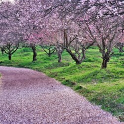 綾部市梅林公園<br>オリジナルデータ:6000px 4000px 11.6MB
