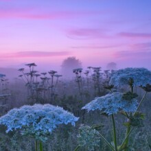 ハナウド咲く水生園<br>オリジナルデータ:6000px 4000px 16.8MB