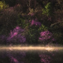 楞厳寺のミツバツツジ<br>オリジナルデータ:4757px 3171px 5.58MB