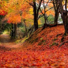 秋錦の回廊<br>オリジナルデータ:3024px 2012px 6.58MB
