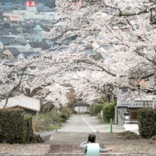 南ヶ丘公園の桜<br>オリジナルデータ:1482px 2224px 2.16MB